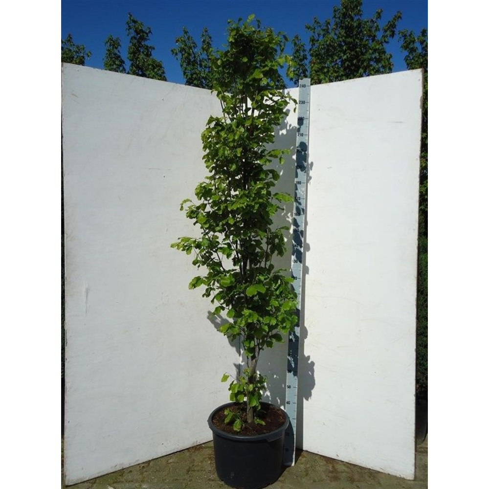 Fagus syl. dawyck gold.