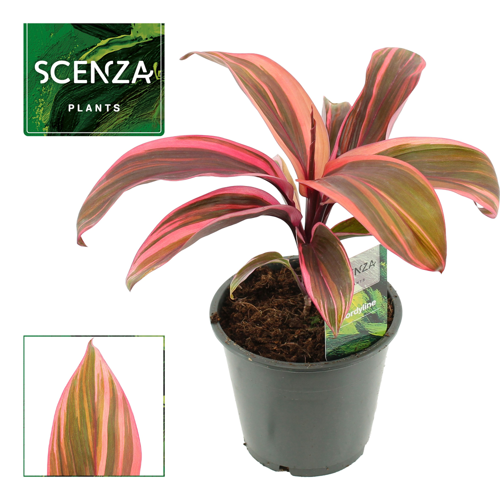 Cordyline Strawberry Queen 12 cm (Scenza).