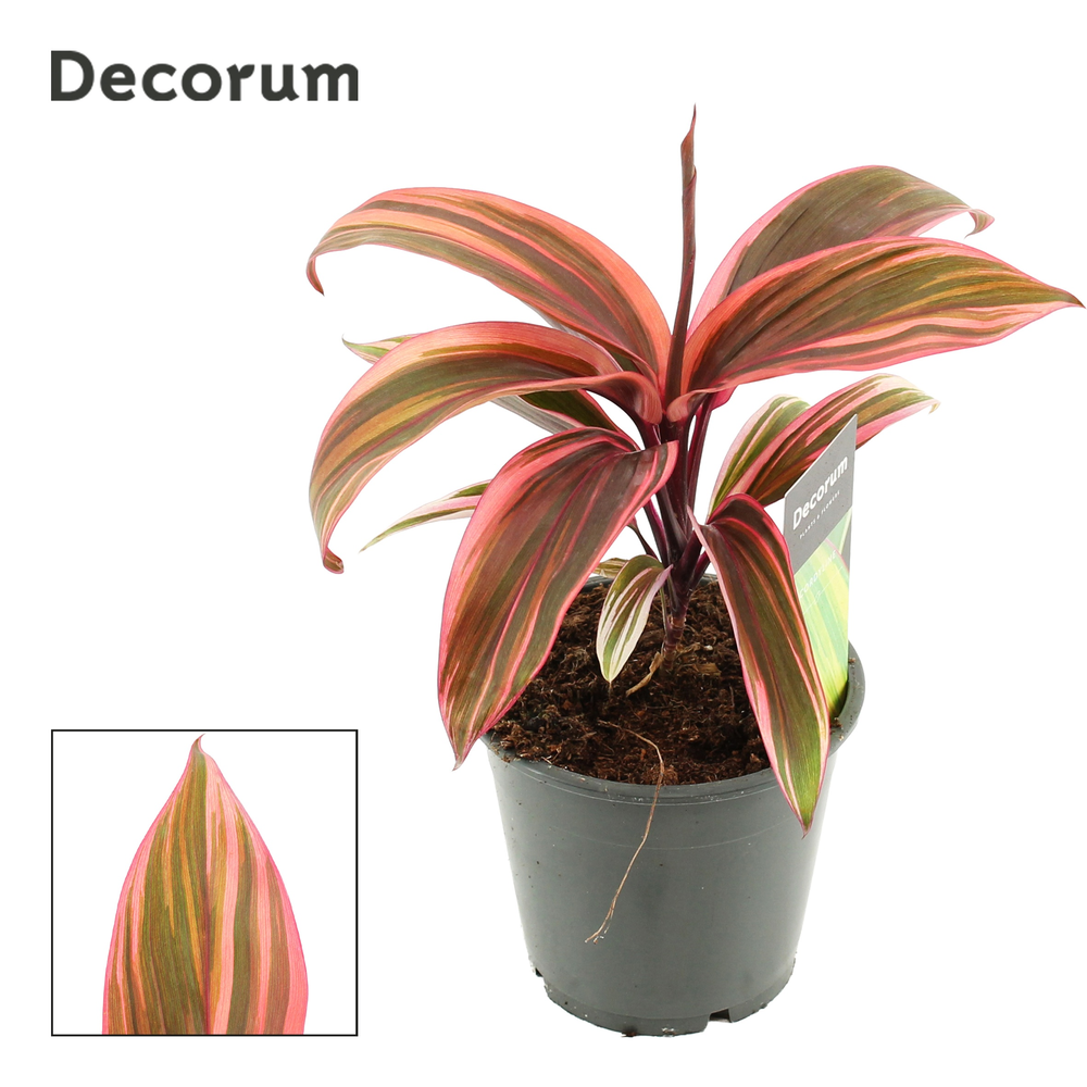Cordyline Strawberry Queen 12 cm (Decorum).