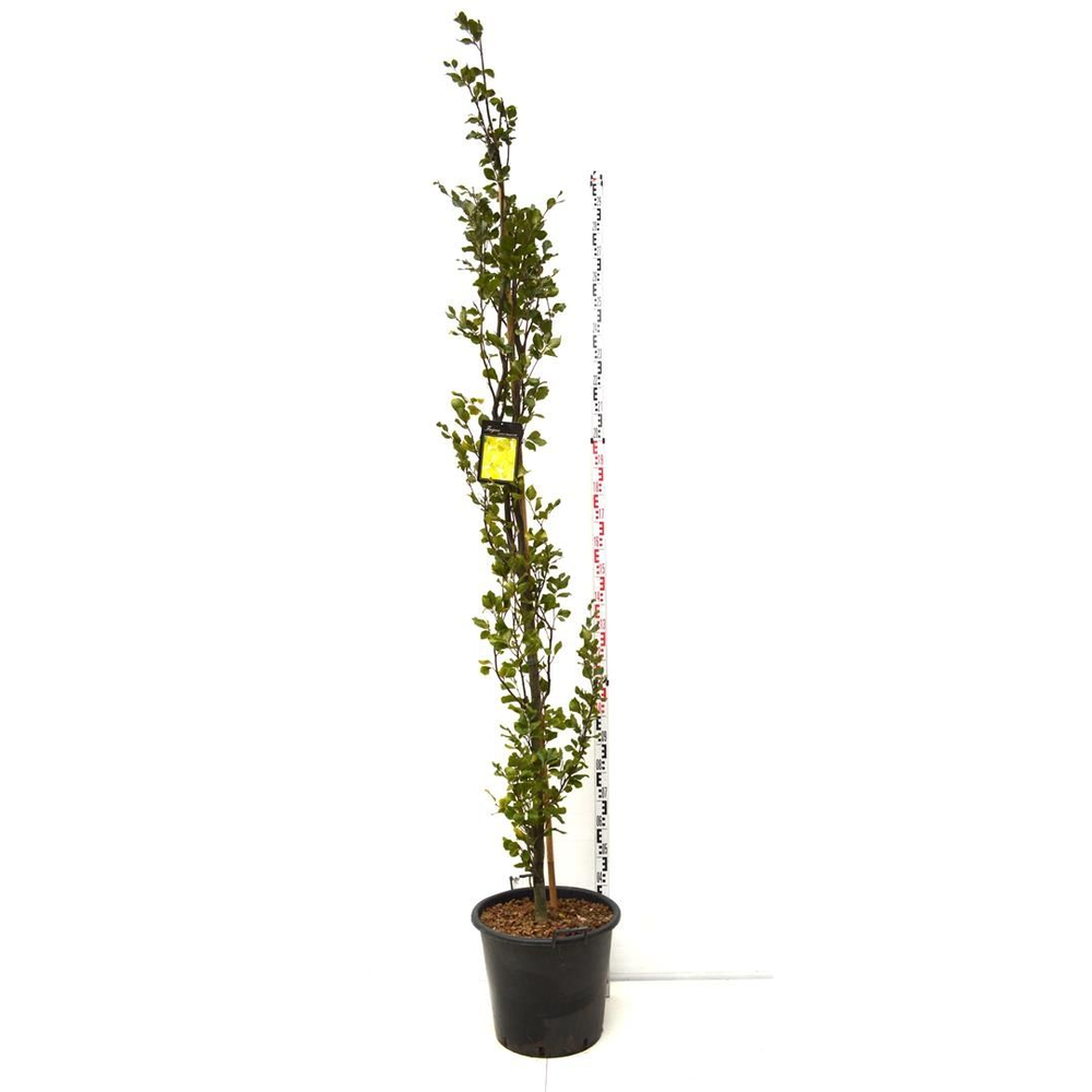 Fagus syl. 'dawyck gold'.
