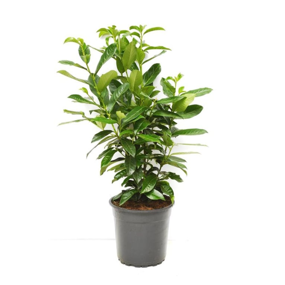 Prunus laur. 'Genolia' ®.