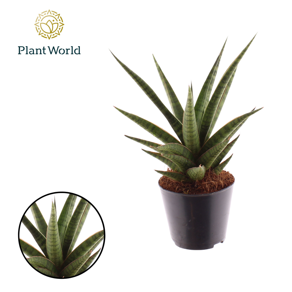 Sansevieria 'Boogie Woogie'.