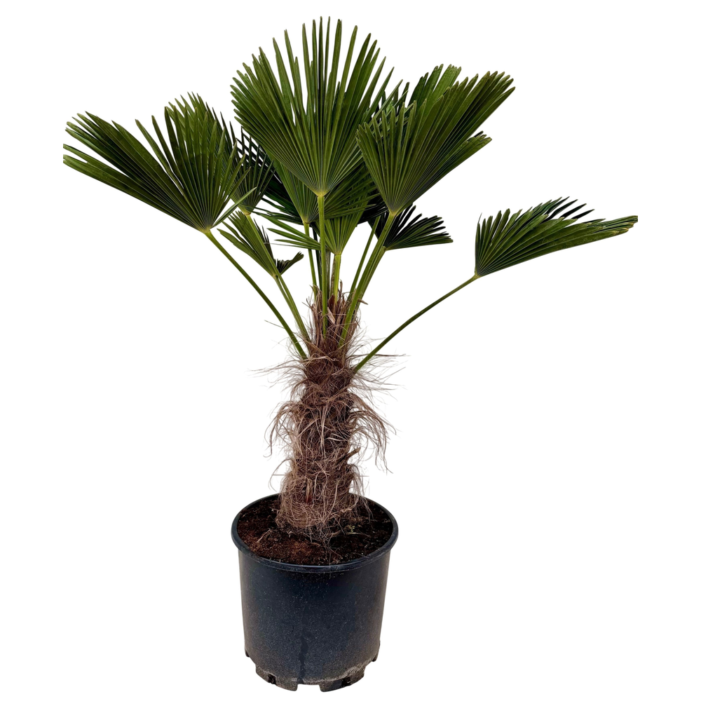 Trachycarpus wagnerianus P35.