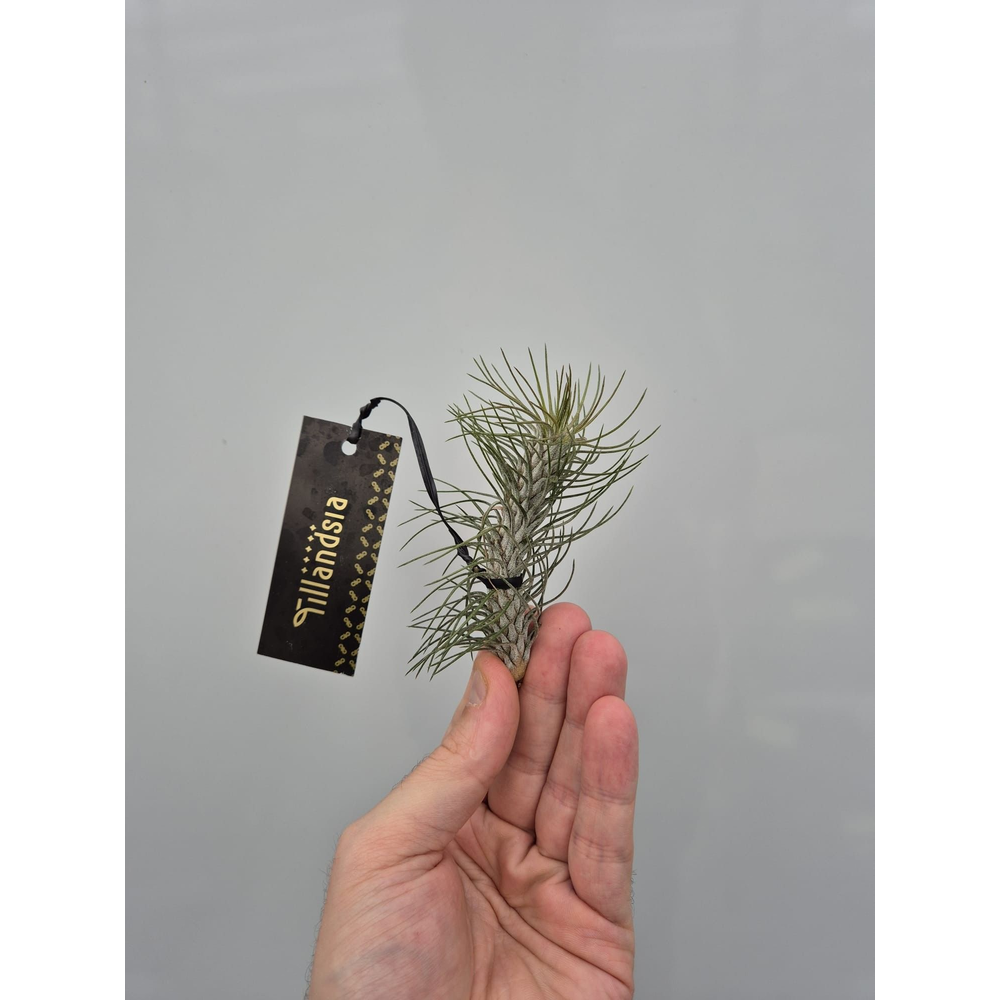 Tillandsia Funkiana "Curved" met Label.