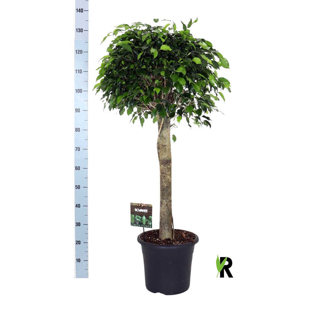 Ficus benj. Danielle op stam.