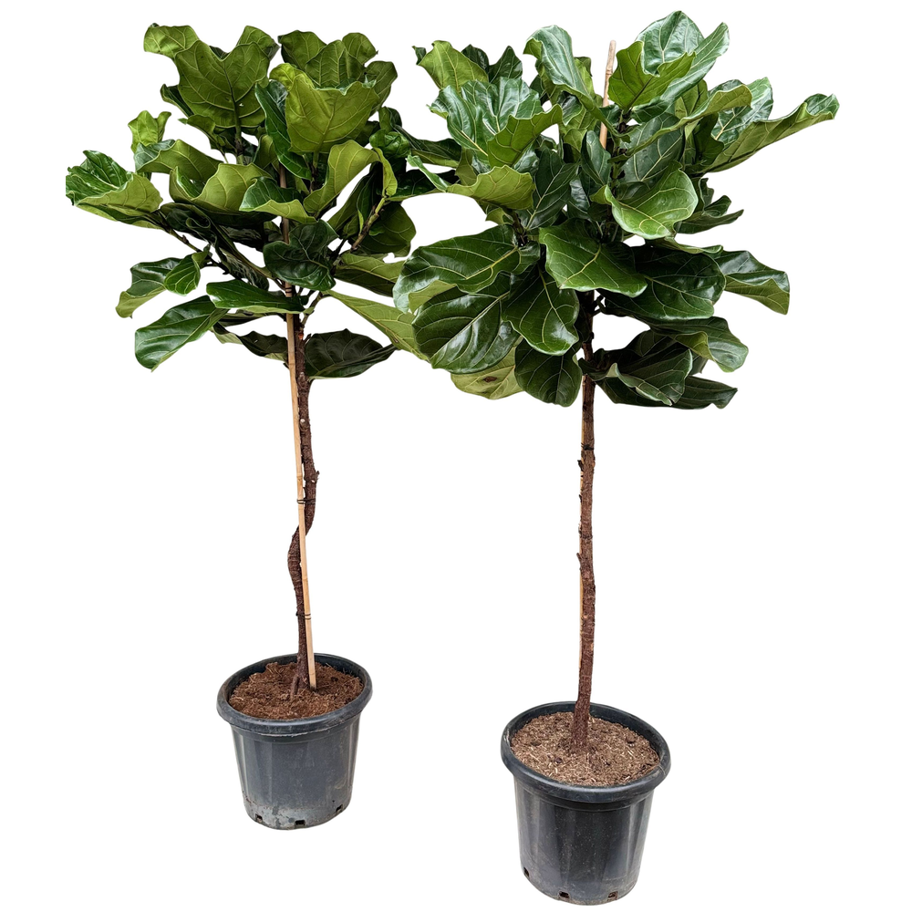 Ficus lyrata P37 stam.