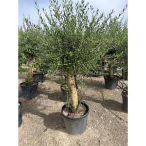 Olea Europaea stam..