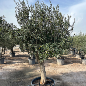 Olea Europaea stam.