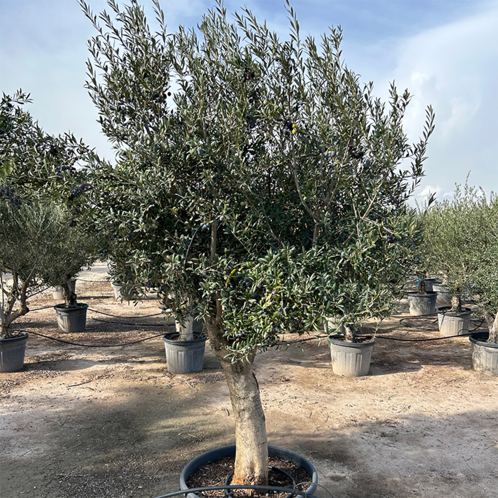 Olea Europaea stam.