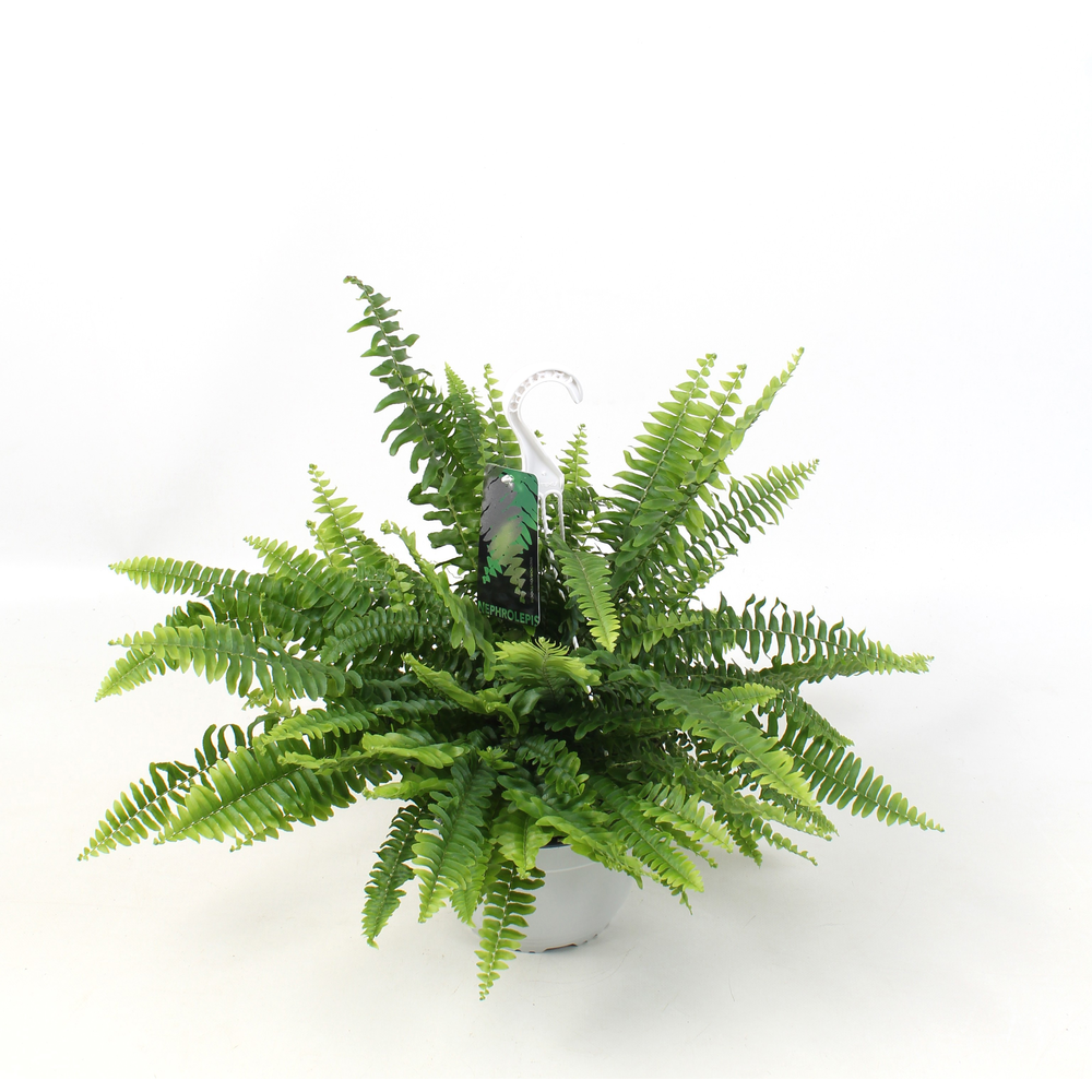 Nephrolepis Sonata Hangpot.