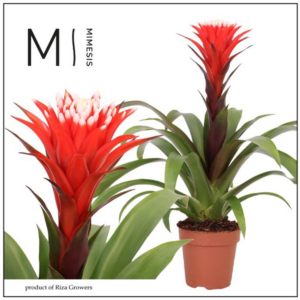 Mimesis Guzmania Rockyflower Hope - 12 cm.