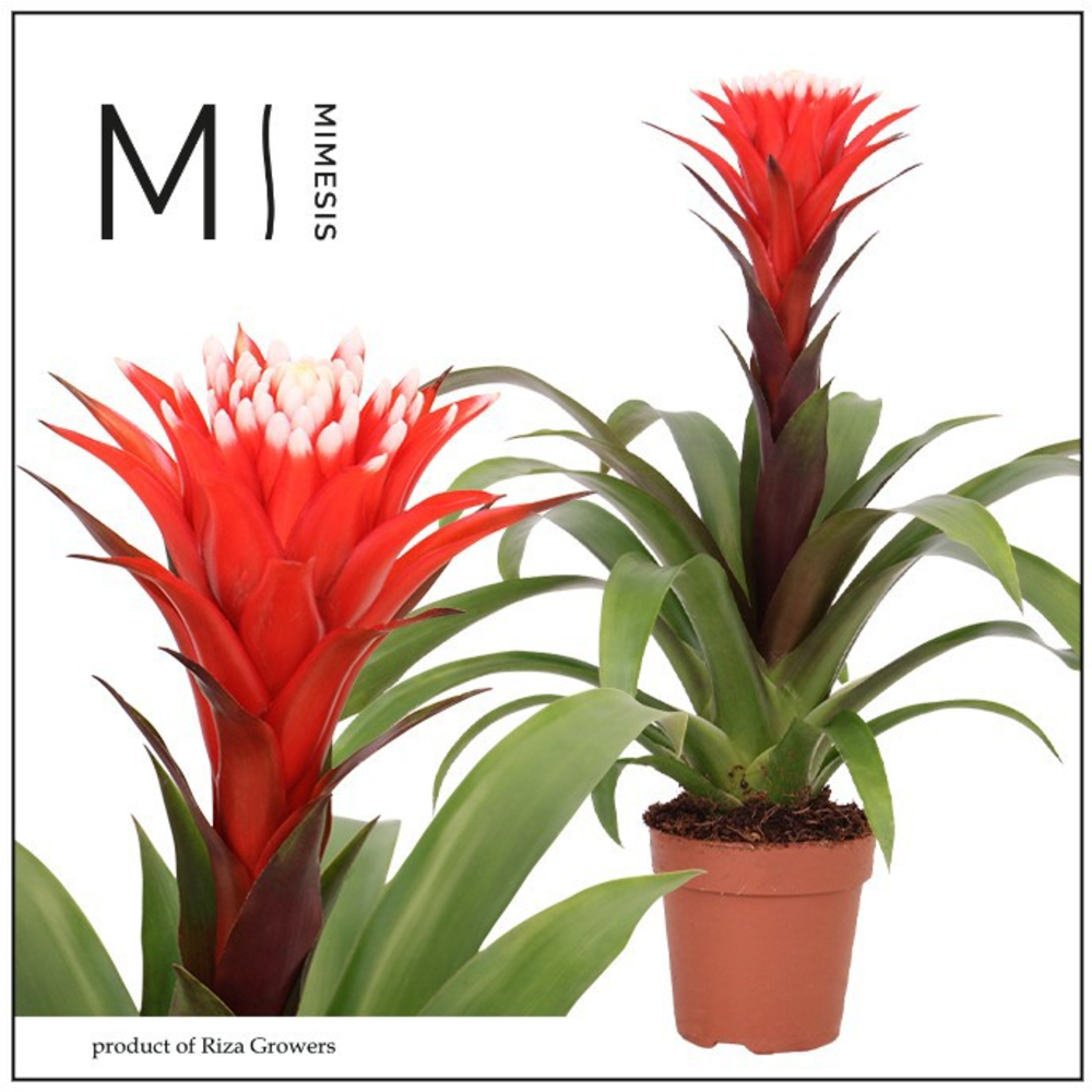Mimesis Guzmania Rockyflower Hope - 12 cm.
