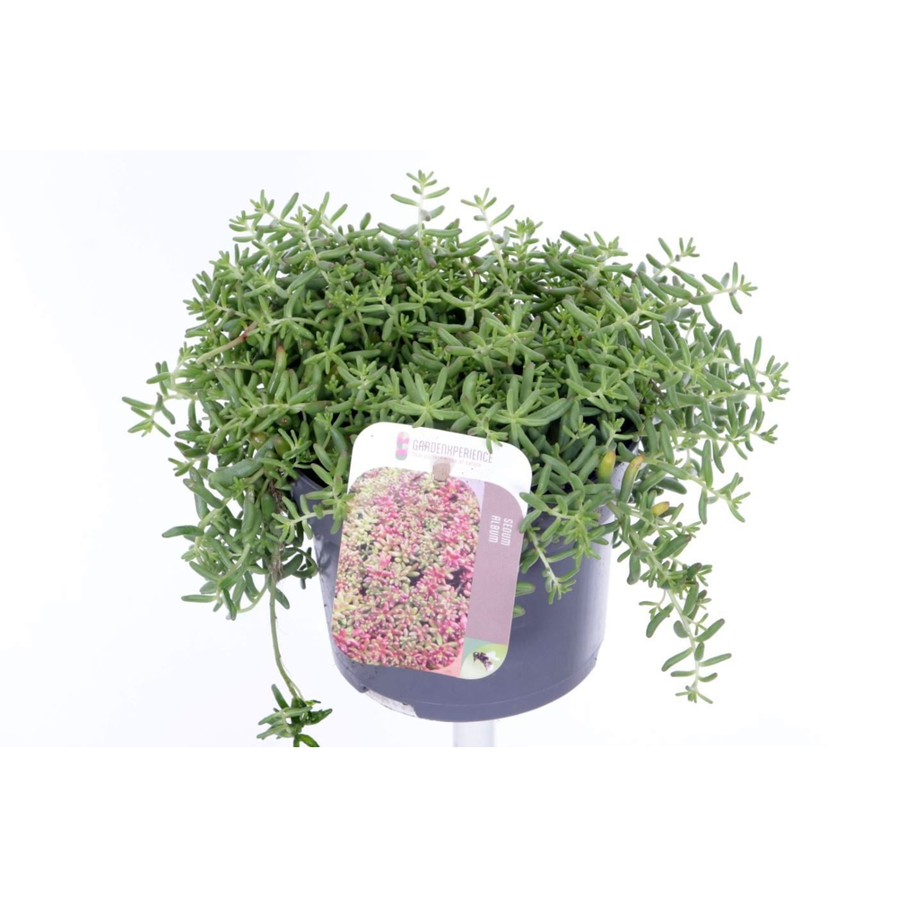 Sedum album Coral Carpet.