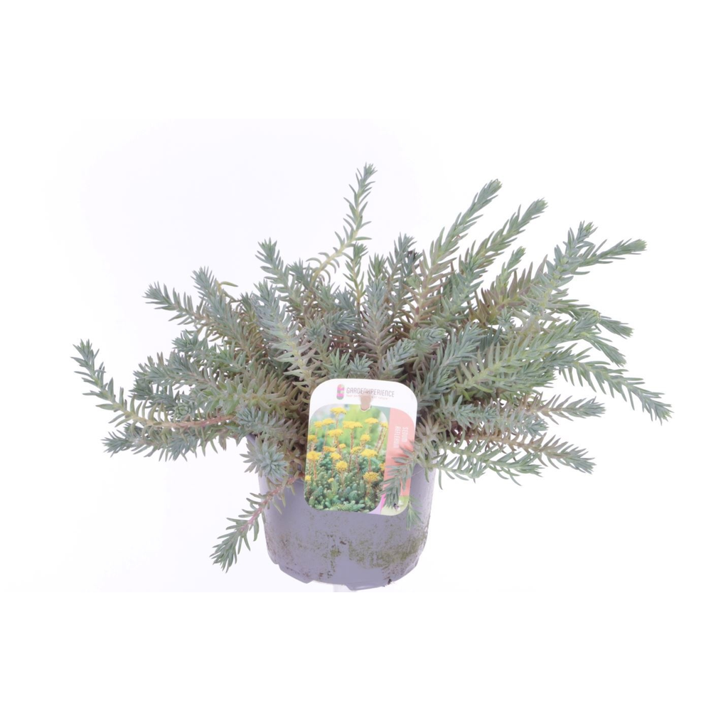 Sedum reflexum.