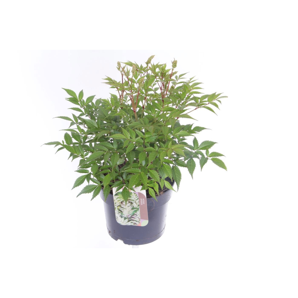 Astilbe Japonica Irrlicht.