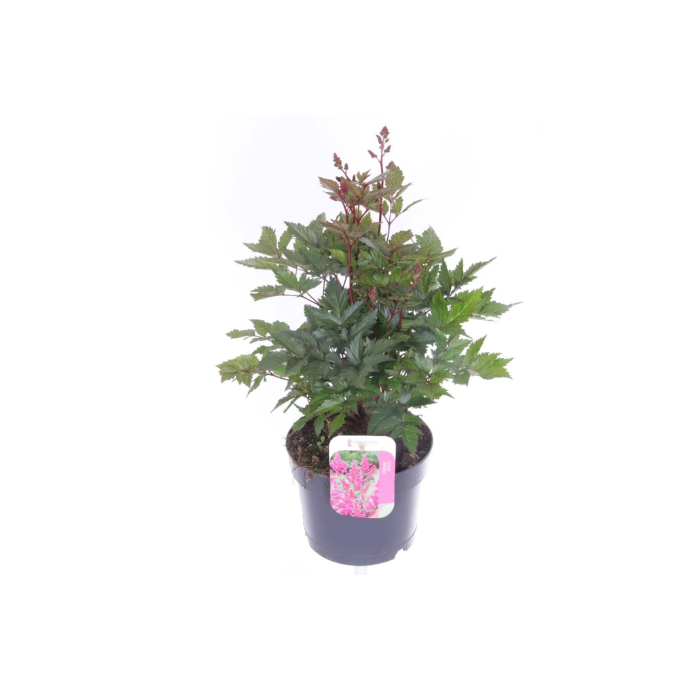 Astilbe japonica Mainz.