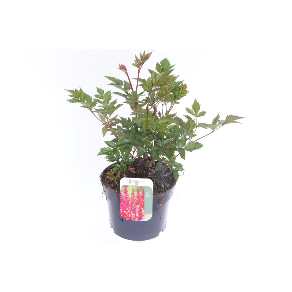Astilbe japonica Montgomery.