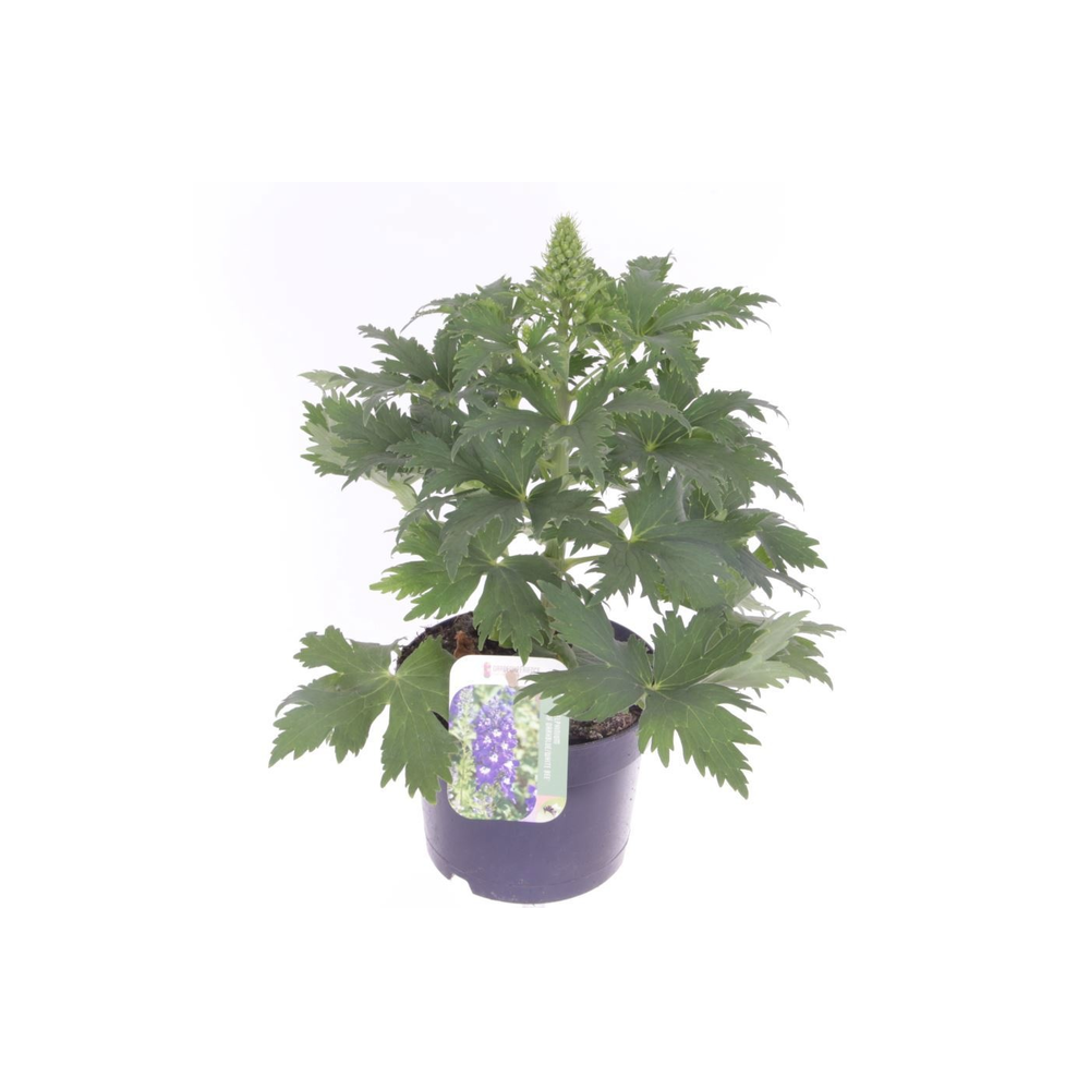 Delphinium M.F. Dark Blue/Dark Bee.