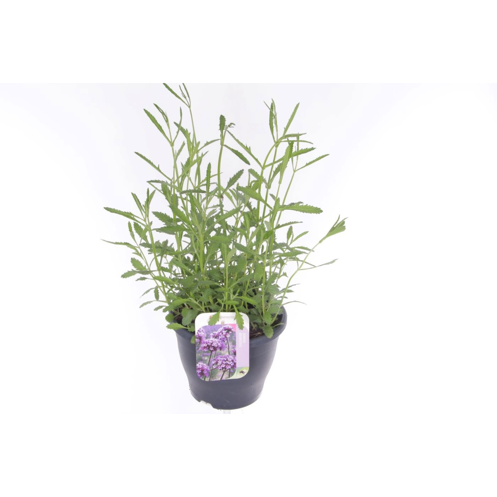 Verbena bonariensis.
