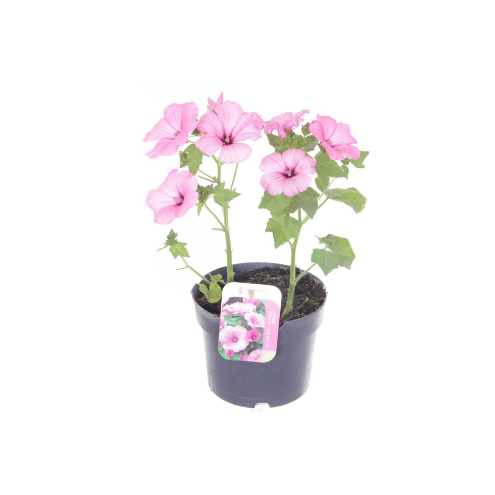 Lavatera trimestris Twins Hot Pink.