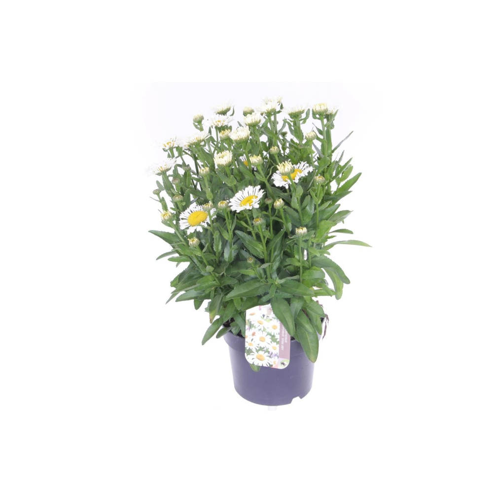 Leucanthemum LaCrosse.