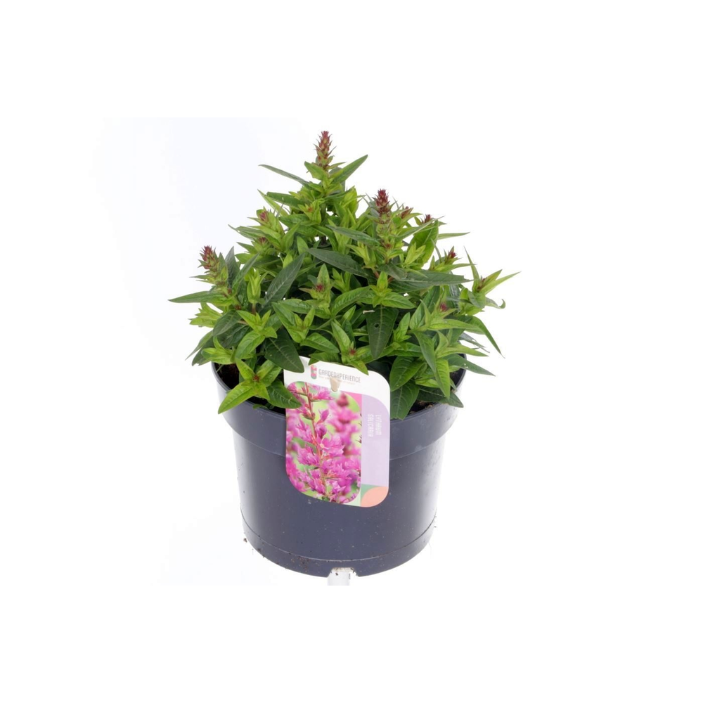Lythrum salicaria Robin.