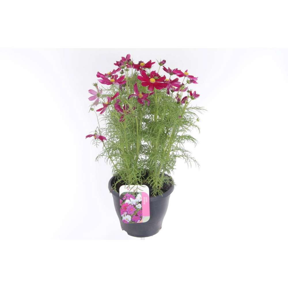 Cosmos Casanova Violet.