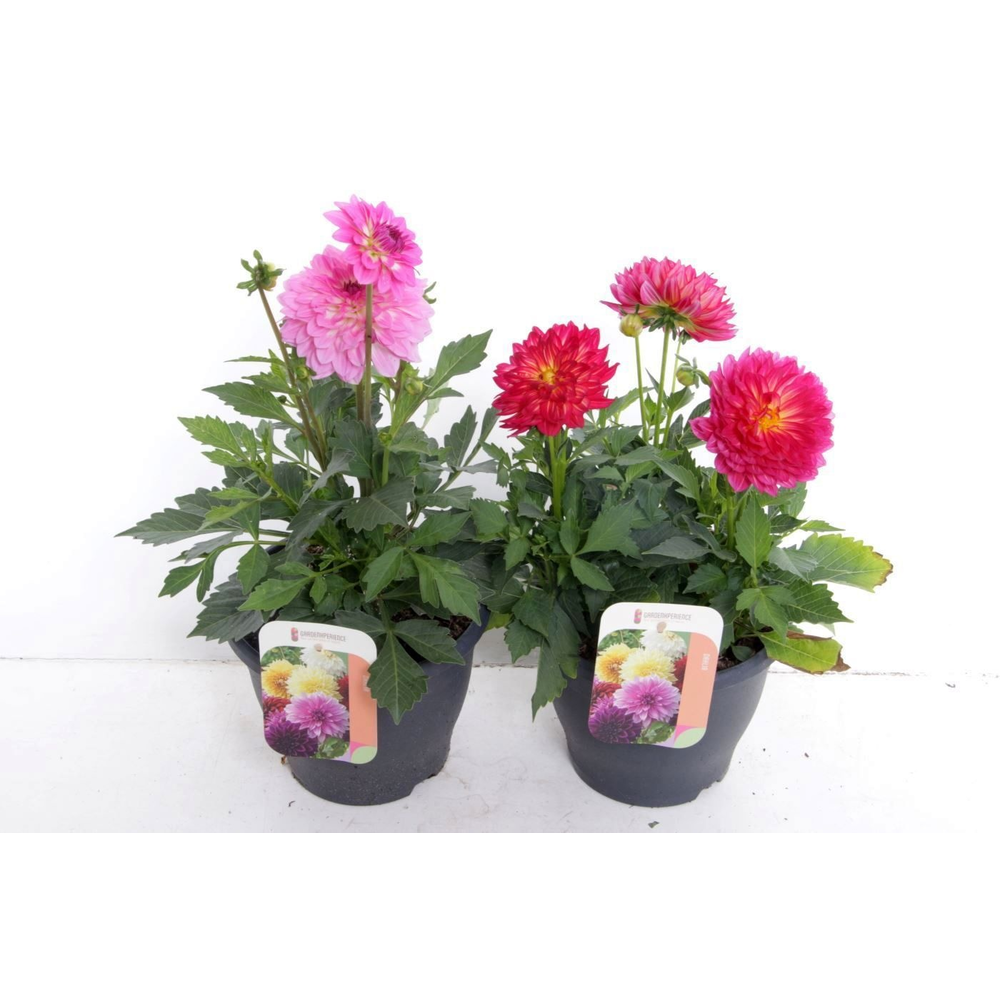 Dahlia Dalina max mix.