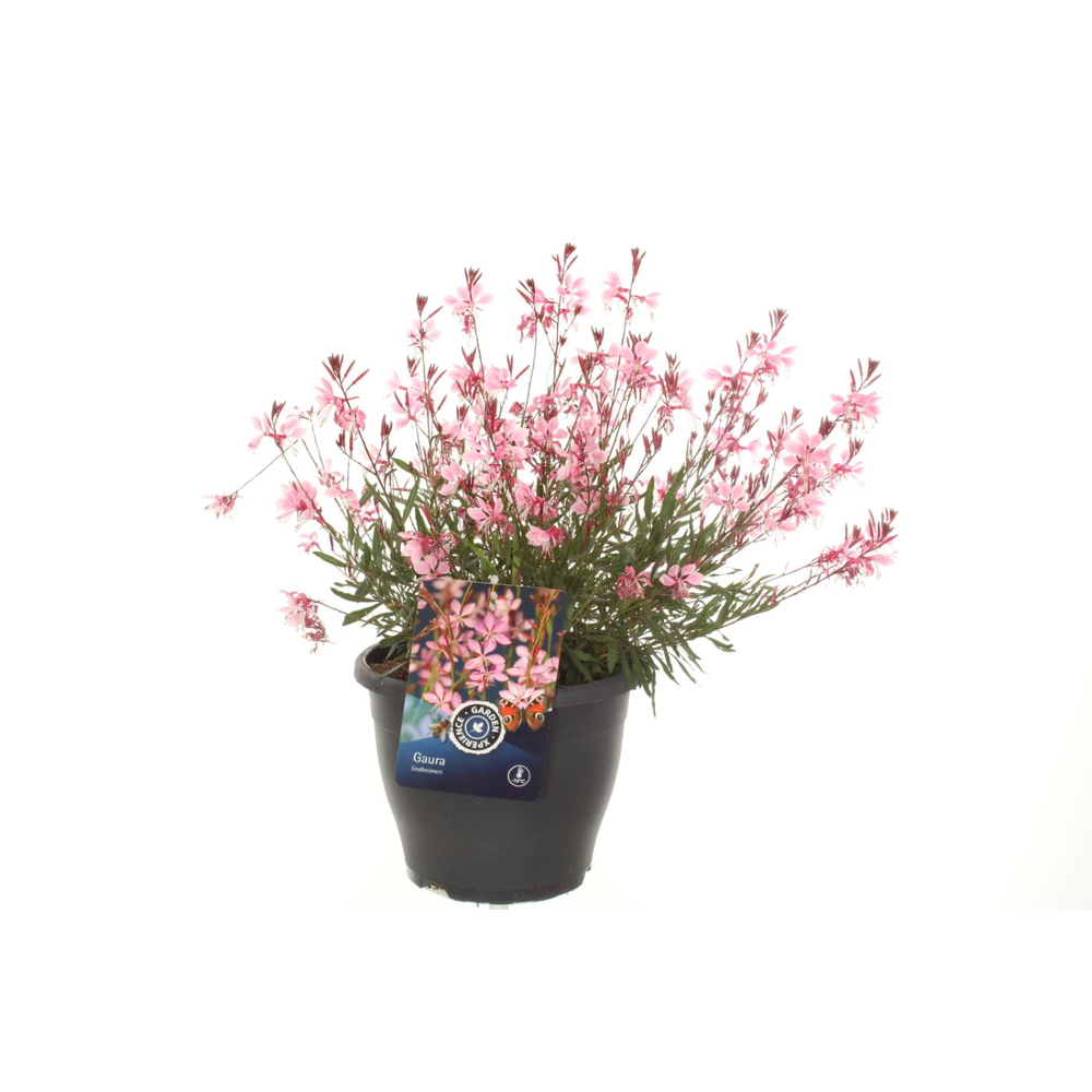 Gaura lind. Geyser Pink.