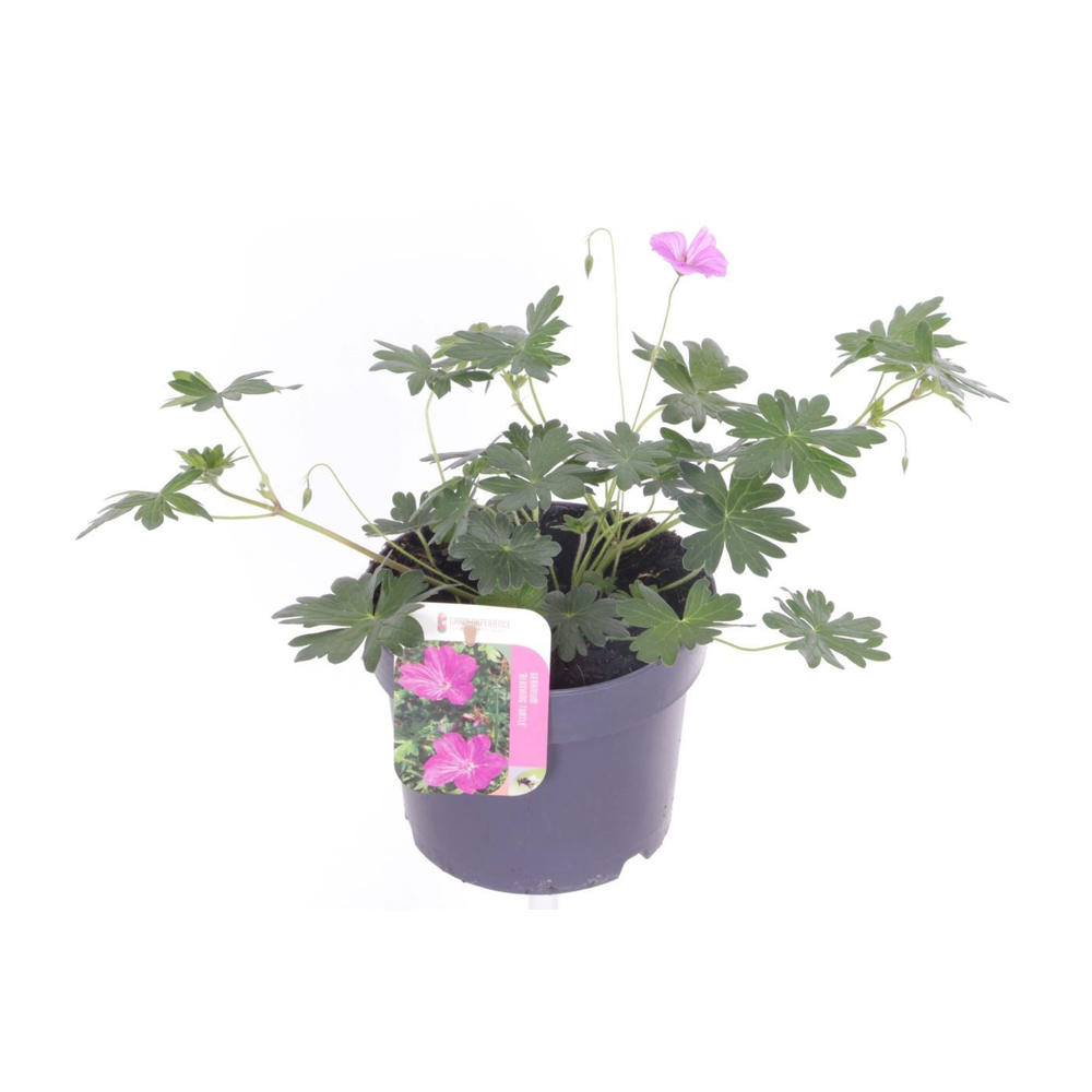 Geranium Blushing Turtle.