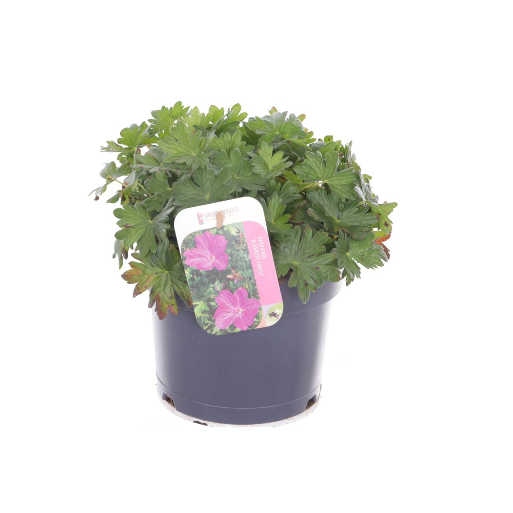 Geranium Blushing Turtle.