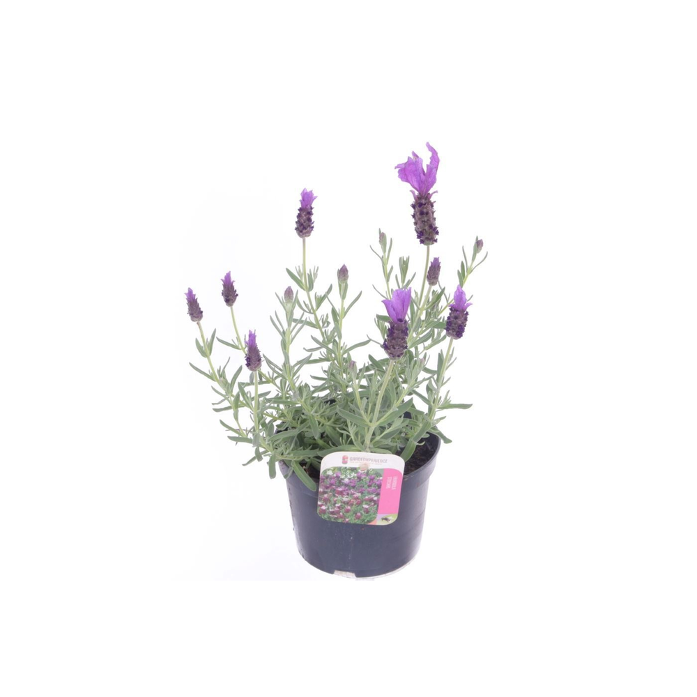 Lavandula stoechas Javelin Purple.