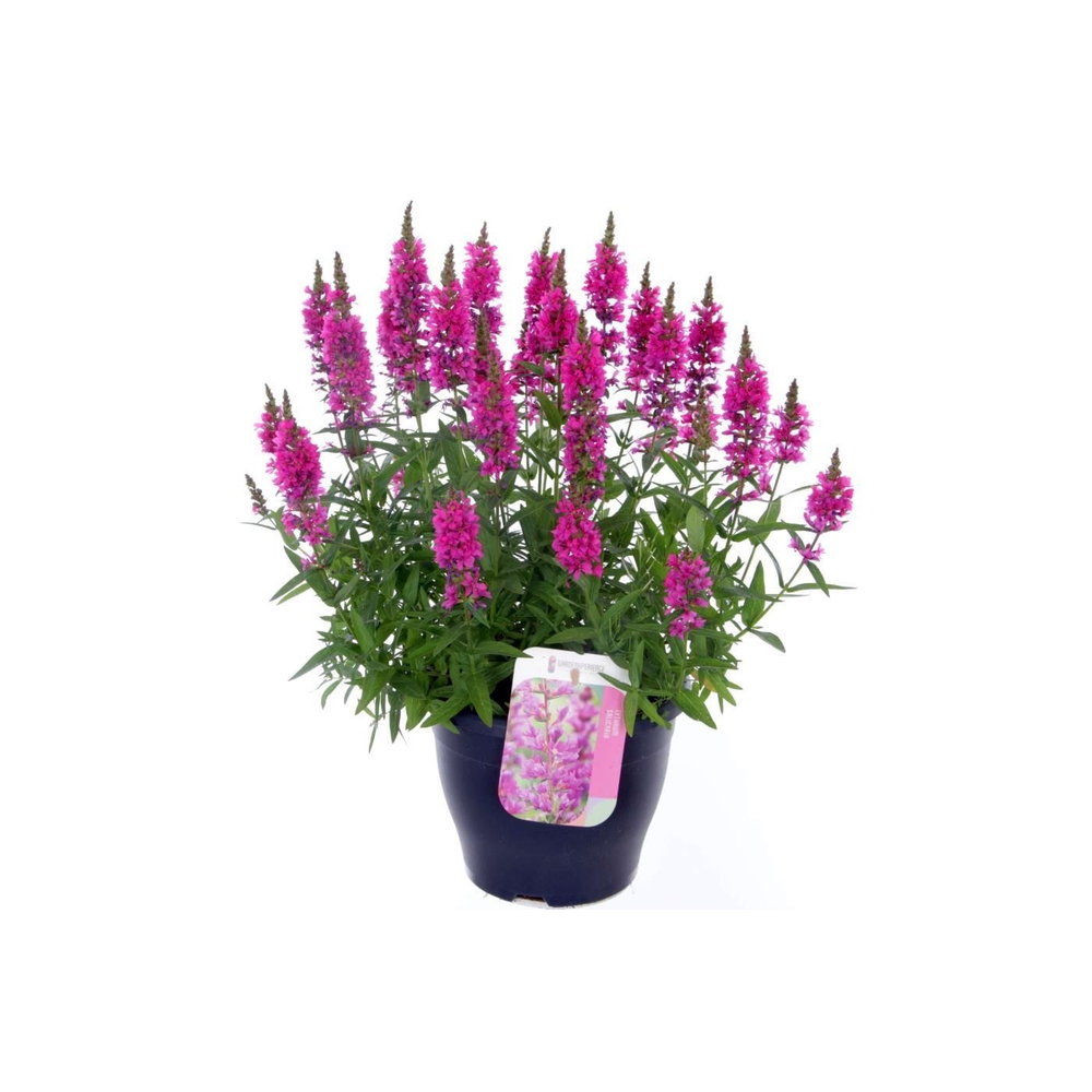 Lythrum salicaria Robert.