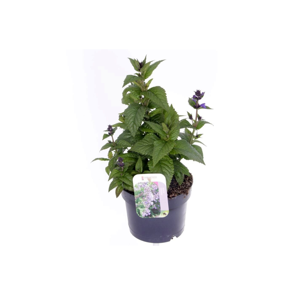 Nepeta Neptune.