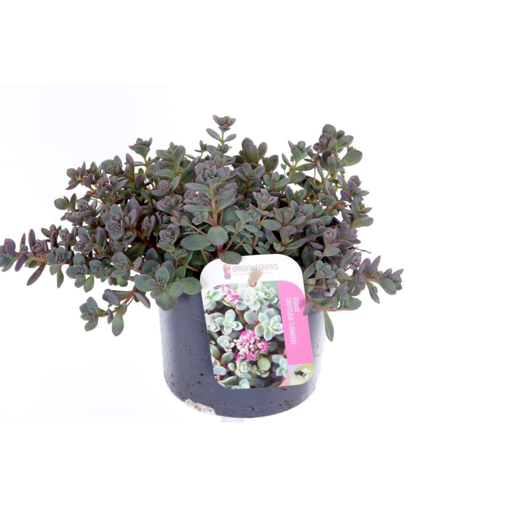 Sedum cauticola Lidakense.