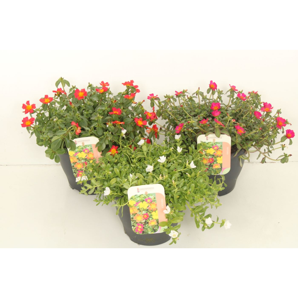 Portulaca mix.
