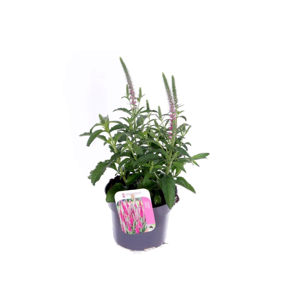 Veronica spicata Inspire Pink.