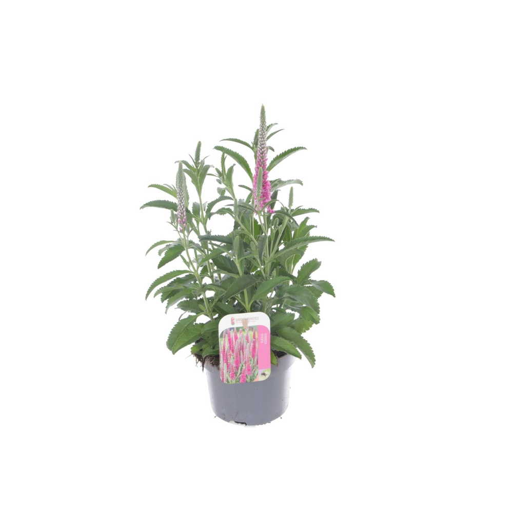Veronica spicata Inspire Pink.