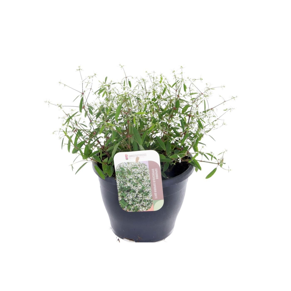 Euphorbia hypericifolia Euphoria Wh.