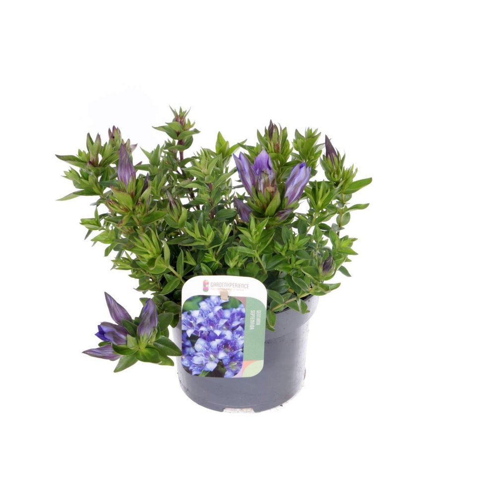 Gentiana septemfida lagodechiana.