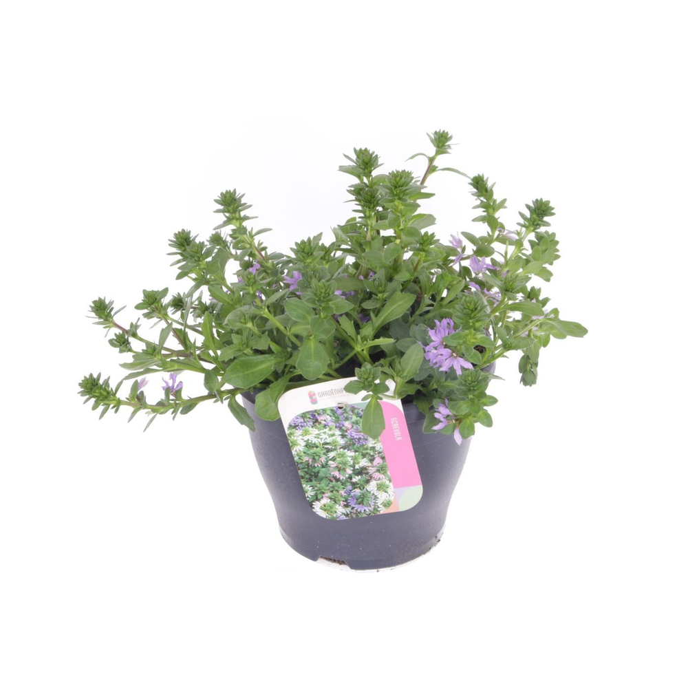 Scaevola aemula Blue Touch.