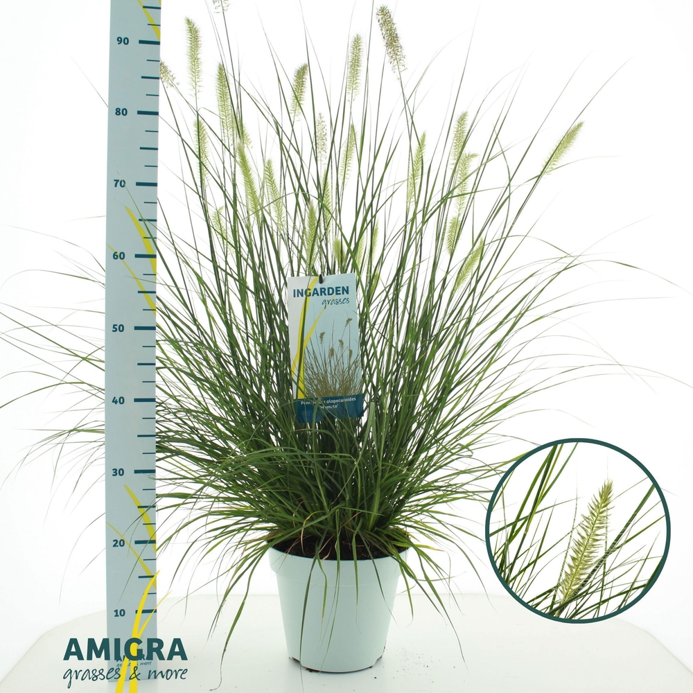 Pennisetum al. 'Hameln'.