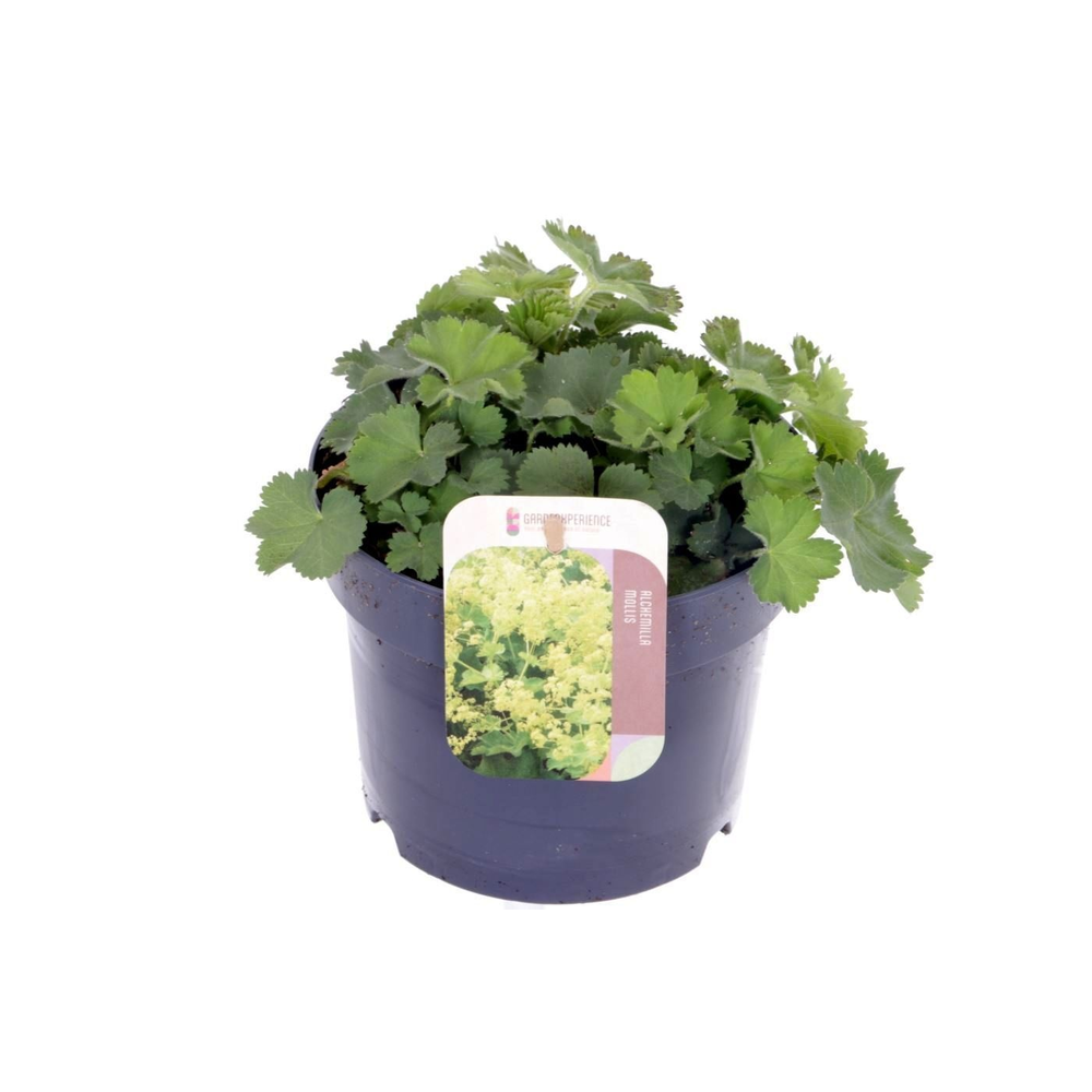 Alchemilla mollis.