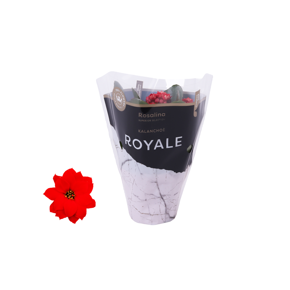Kalanchoe Rosalina 07cm Royale Justino rood.