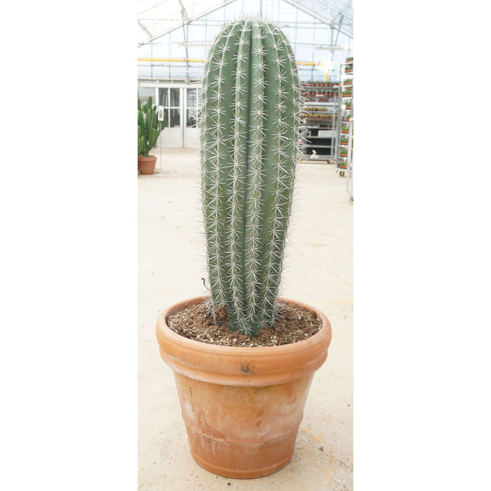 Pachycereus pringlei 50 cm.