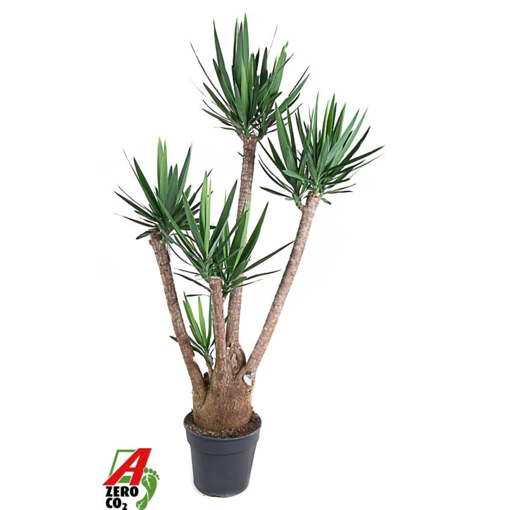 Yucca vertakt 3-4 arm P34.