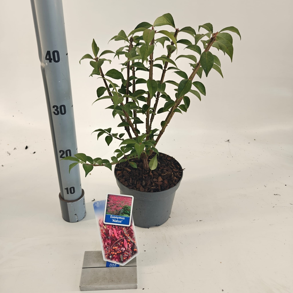 Euonymus alatus.