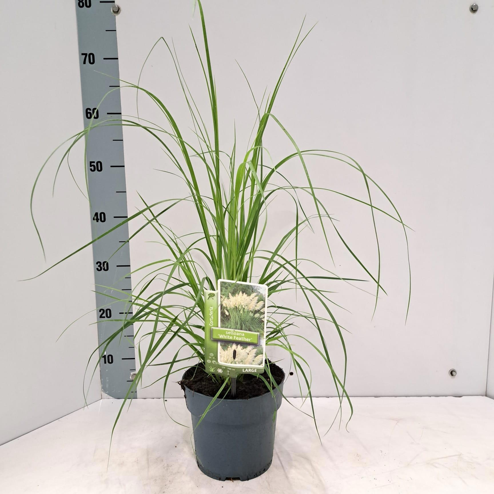 Cortaderia selloana 'White Feather'.