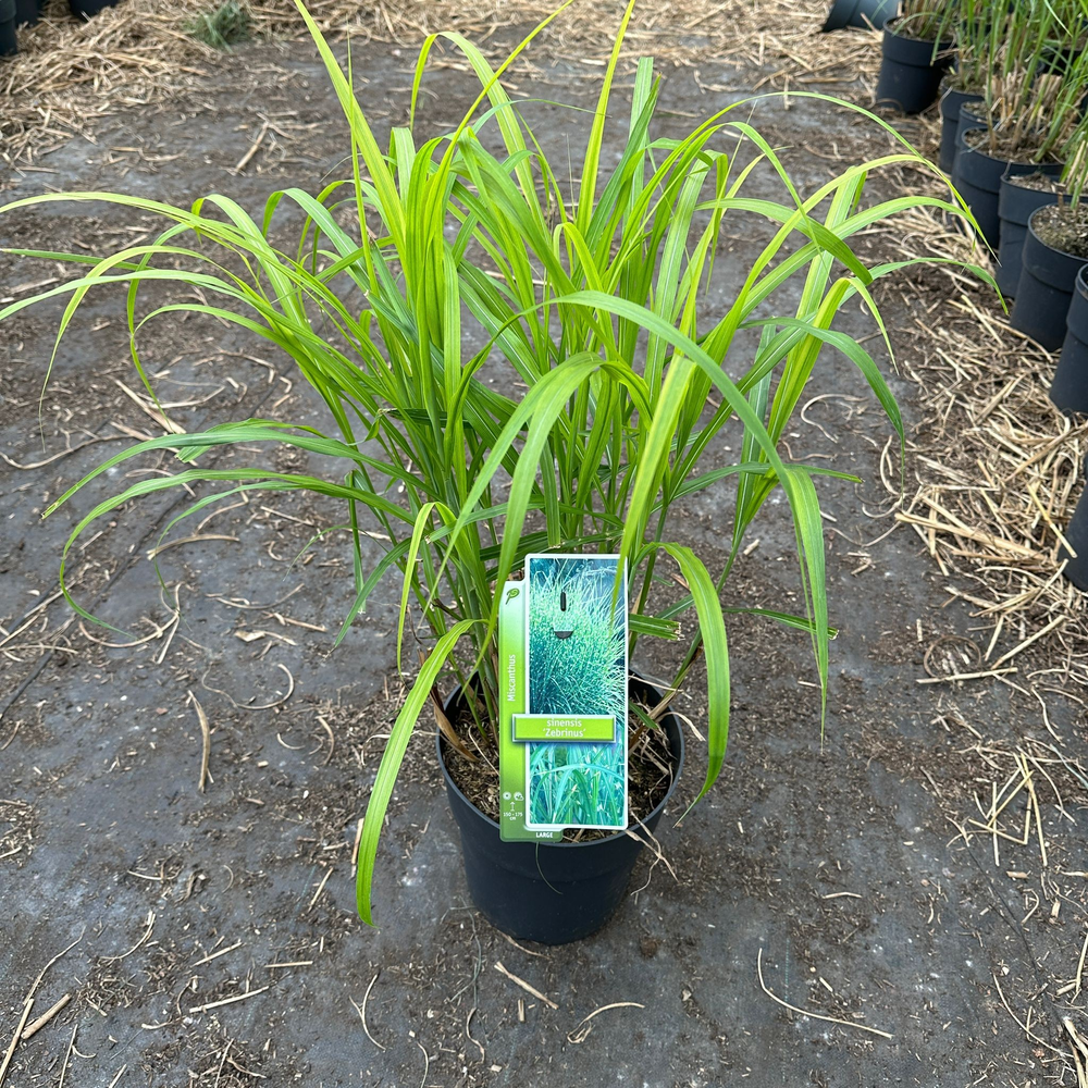Miscanthus sin. 'Zebrinus'.