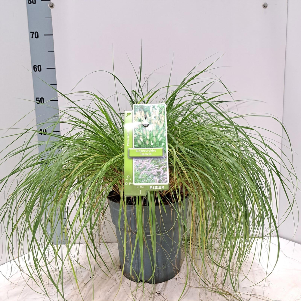 Pennisetum alopecuroides 'Hameln'.